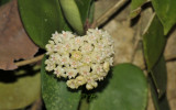 Wild Hoya, Phu soi dao - Hoya austriaca