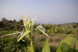 Crinum sp. Na heaw, 900 mtr. 20-25 celcius