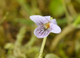 Moerasviooltje, viola palustris