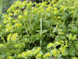 Paarbladige goudveil, Chrysosplenium oppositifolium