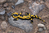 Vuursalamander, Salamandra salamandra