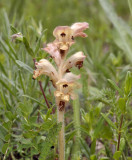 Orobanche sp.