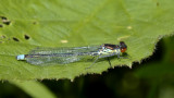 Erythromma najas, immature male