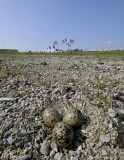 industriegebied, eieren scholekster, eggs oistercacher