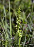 Herminium monorchis,Honingochris, groene vorm