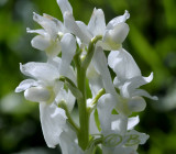 Orchis mascula f. alba