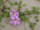 Zeewinde, Convolvulus soldanella