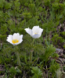 Oostenrijkse alpen anemoon, Pulsatilla alba
