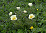 Alpen anemoon, Pulsatilla alpina