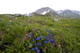 Gentiana brachyphylla