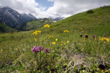 Vogelkop kartelblad, Arnica, zonneroosje en zw. vanille orchis, de bruine aartjes zijn levendbarende duizendknoop