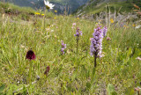 Zw. vanilleorchis (Gymnadenia nigra ssp. austriaca) en gr.muggenorchis var. densiflora