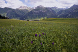 Brede orchis var. alpestris