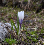 Alpencrocus, Crocus albiflorus