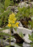 Ratelaar, Rhinanthus ovifugus