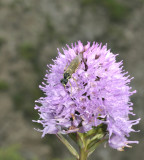 Bestuiver kogelorchis