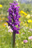 Brede orchis var.