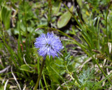 Campanula montana