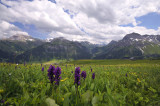 Dactylorhiza majalis var. alpestris
