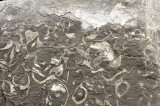 Fossielen in de rotswand