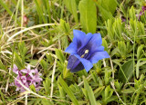 Gentiana clusii