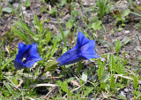 Gentiana clusii