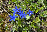Gentiana brachyphylla