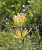 Gestippelde gentiaan, Gentiana punctata