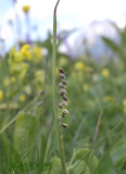 Gras