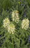 Pluimkartelblad, Pedicularis foliosa
