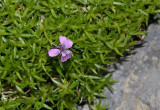 Silene acaulis