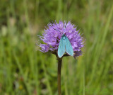 Kogel orchis met metaalvlinder