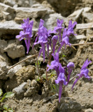 Leeuwenbek, linaria purpurea