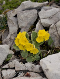 Primula auricula zonder wit hart