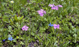 Primula halleri. syn. P. longiflora