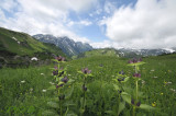 Purpergentiaan habitat, Gentiana purpurea