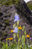 Campanula barbata, harig klokje