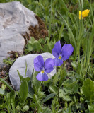 Viola cornuta