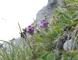 Vogelkop-kartelblad, Pedicularis rostratocapitata