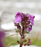 Vogelkop-kartelblad, Pedicularis rostratocapitata