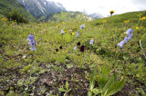 Zwarte vanilleorchis habitat, Gymnadenia nigra ssp. austriaca