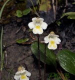 Wit vetblad close-up, Pinguicula alpina