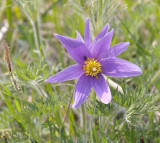 Wildemanskruid, Pulsatilla vulgaris