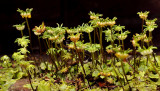 Klepvrucht levermos (parapluutjesmos) Marchanthia polymorpha var. aquatica