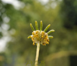 Machanthia polymorpha var.aquatica, female