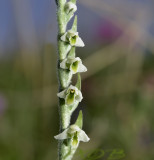 Herfstschroeforchis, close, flowers 3¾ mm across