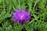 Aarddistel - stengelloze vederdistel, Cirsium acaule