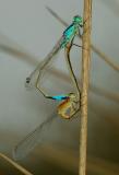 Paringswiel Ischnura elegans, vrouwtje is vorm  infuscans-obsoleta