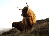 Texel hooglanders