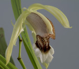 Coelogyne speciosa, flower 6.5 cm